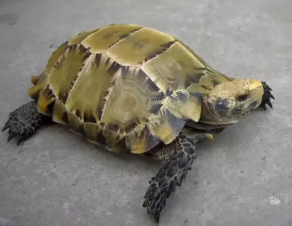 乌龟的种类图片及名称（乌龟的品种图片）