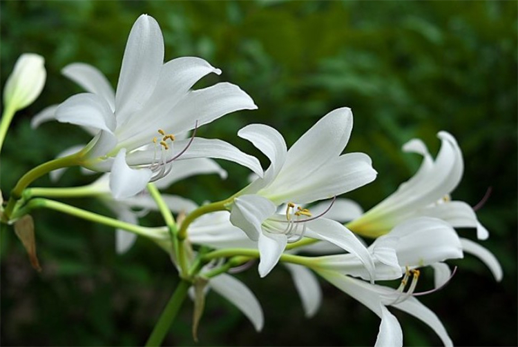 小苍兰的花语和寓意（小苍兰的象征意义及养护要点）