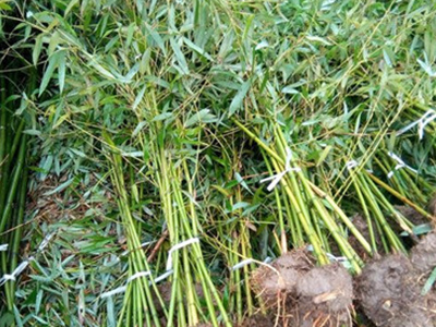 北方竹子什么时候种植最好（竹子种植时间和养护方法）