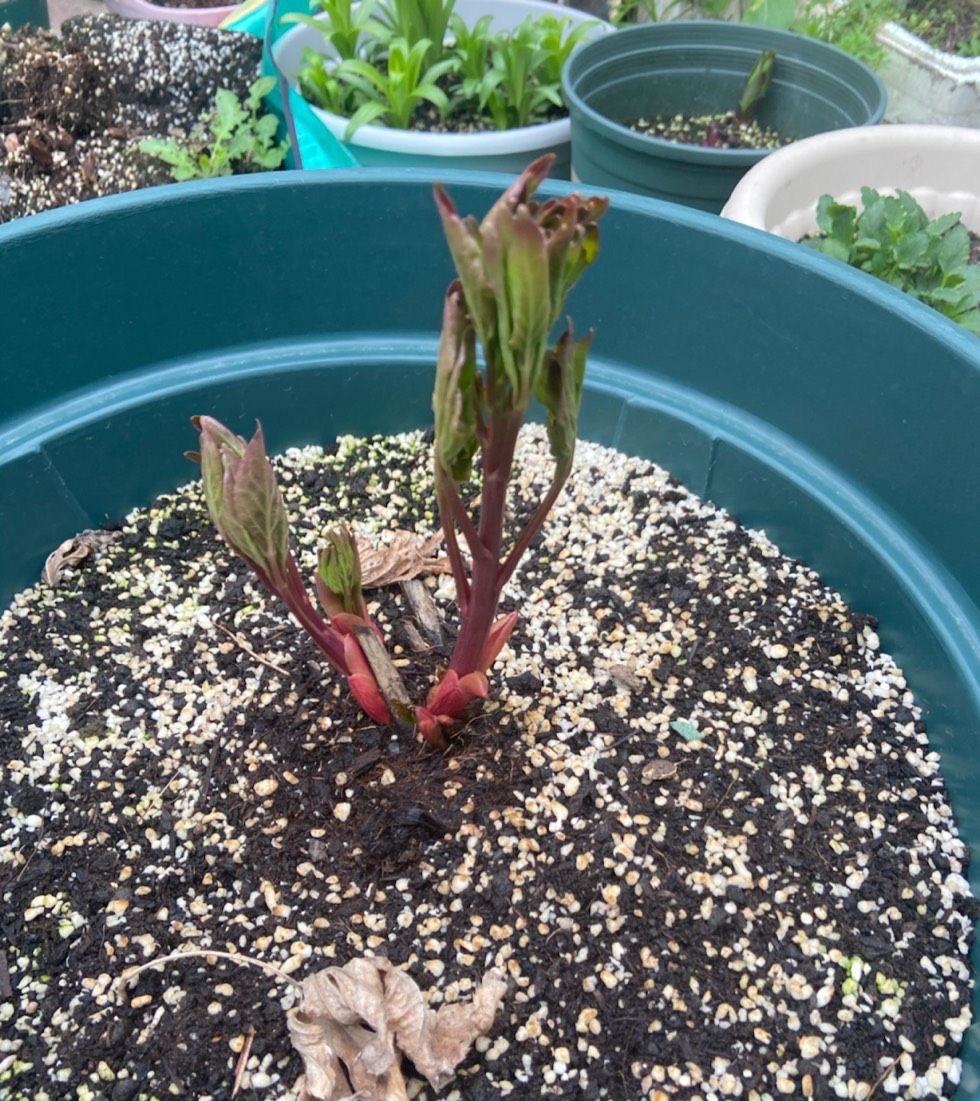 芍藥花圖片,芍藥花圖片大全大圖