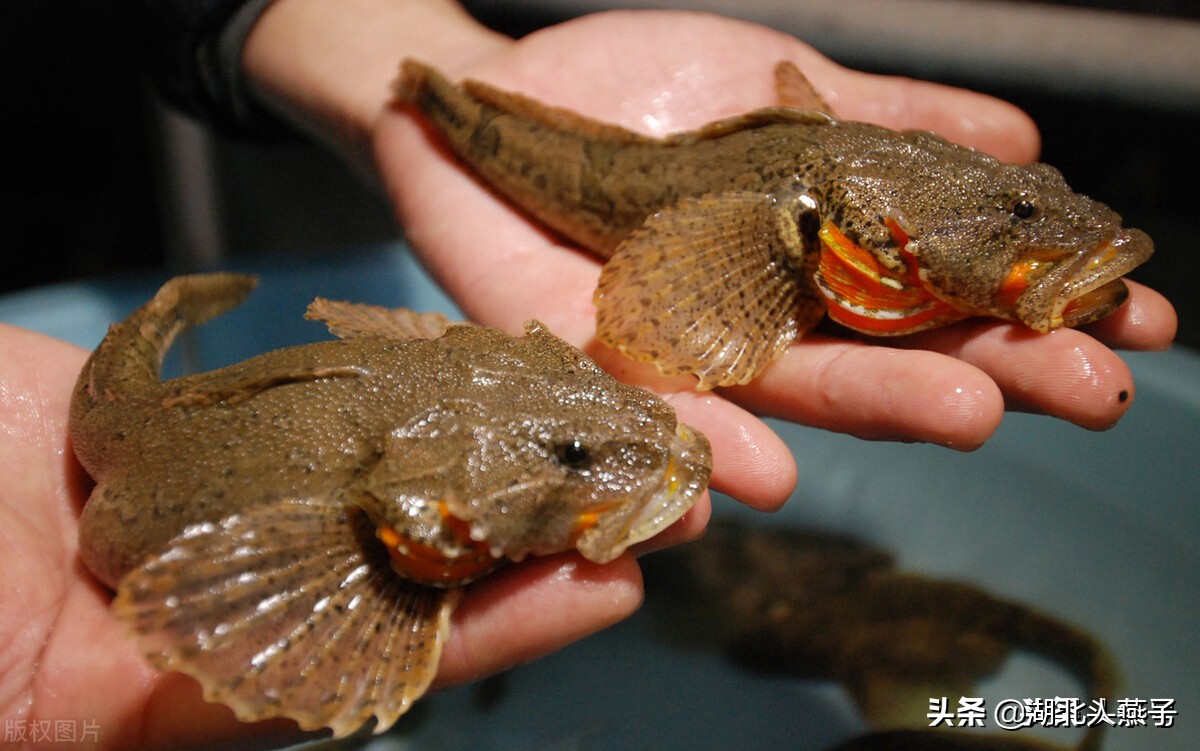 上海本帮菜菜谱大全（上海最出名的15道名菜）