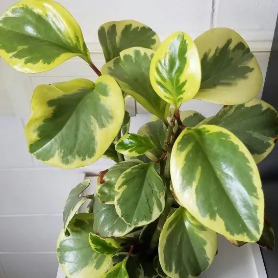 叶子圆润的碧玉,养成小盆栽后也能开花,不过还没叶子好看