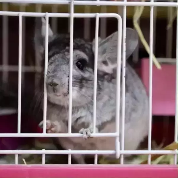 西安一学生因老鼠肆虐致死，老鼠引起的出血热不容小视！