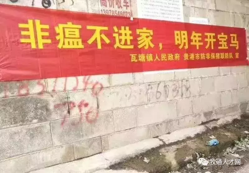 新沂招聘网（养猪人跌价不卖）