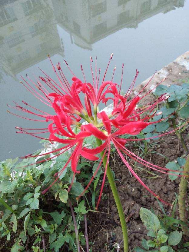 两种花,名字听起来吓人,开花却美翻了,养一次就上瘾