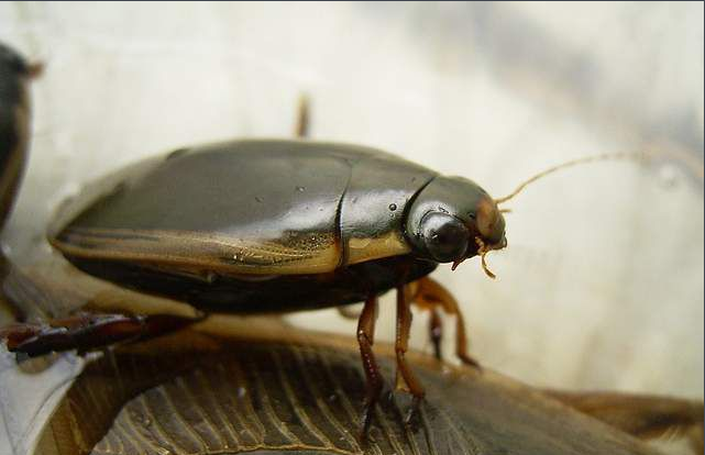 偷油婆是什么虫子(这种与蟑螂酷似的昆虫,具有3大功效,众多地区争着