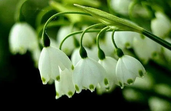 三月花图片（三月份开花的这十种植物介绍）