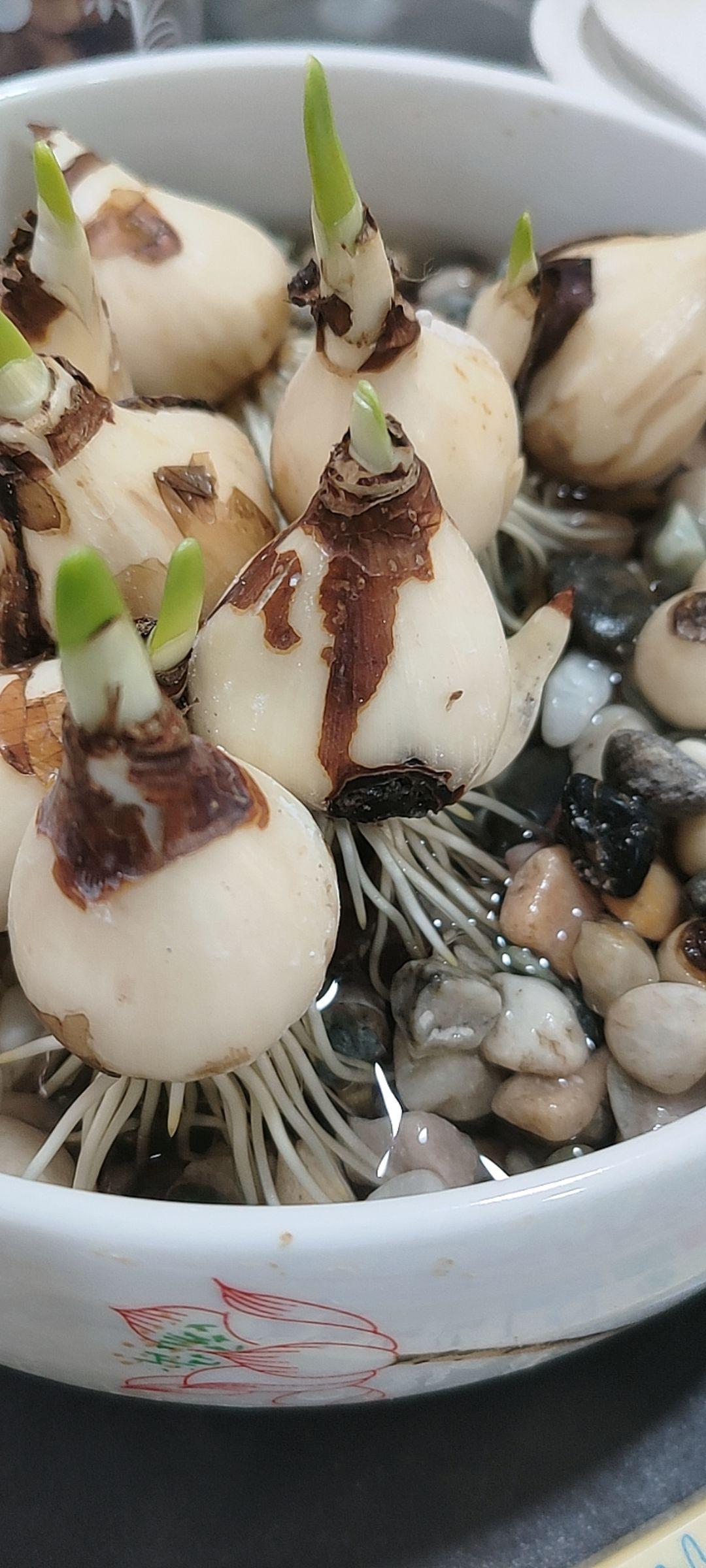 自制养花杀虫水,效果好没污染,安全放心