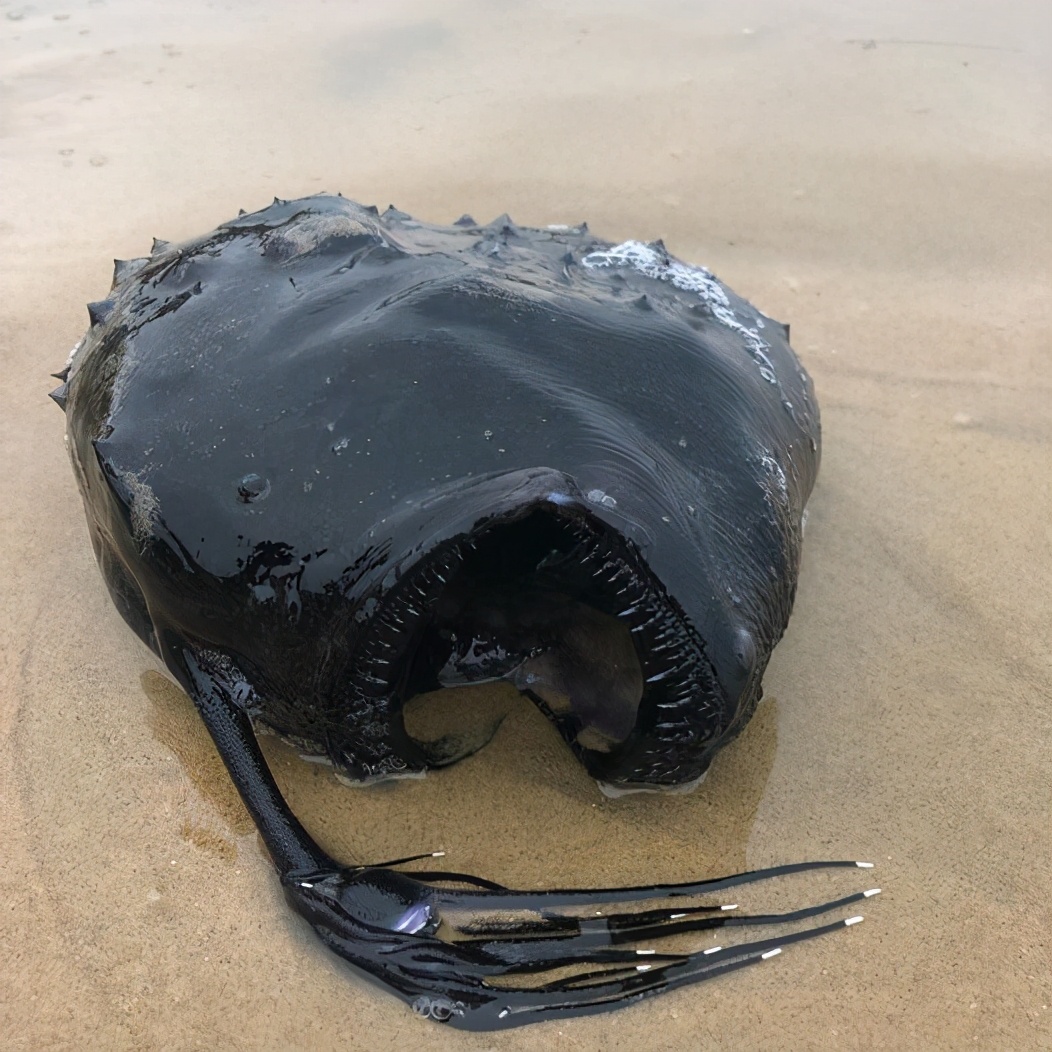 深海丑鱼图片（美国加州海滩发现罕见丑鱼）
