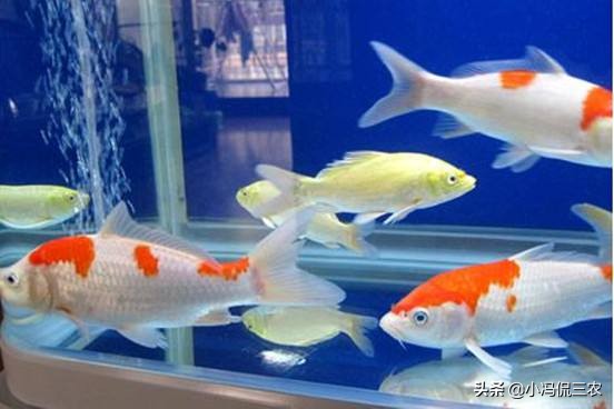 新手饲养锦鲤技巧：提高锦鲤存活率，减少锦鲤疾病发生