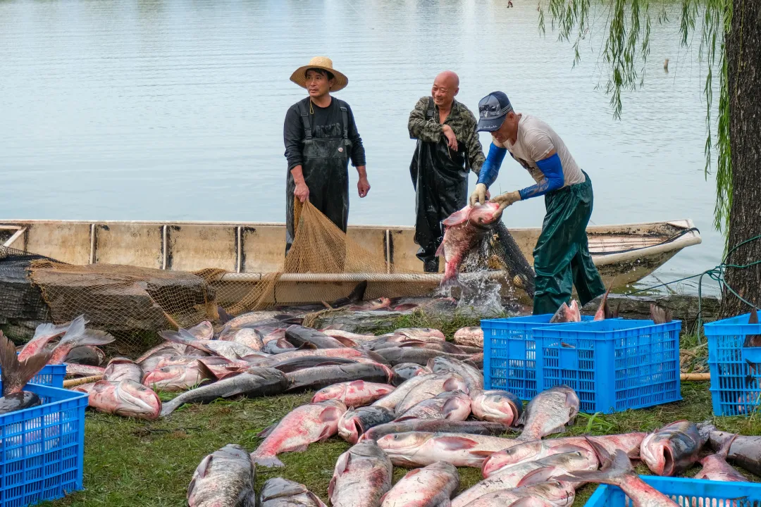 金职喊你免费吃鱼啦