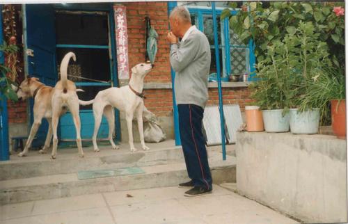 细犬为什么被禁养（国内没人养“细犬”当宠物原因揭晓）