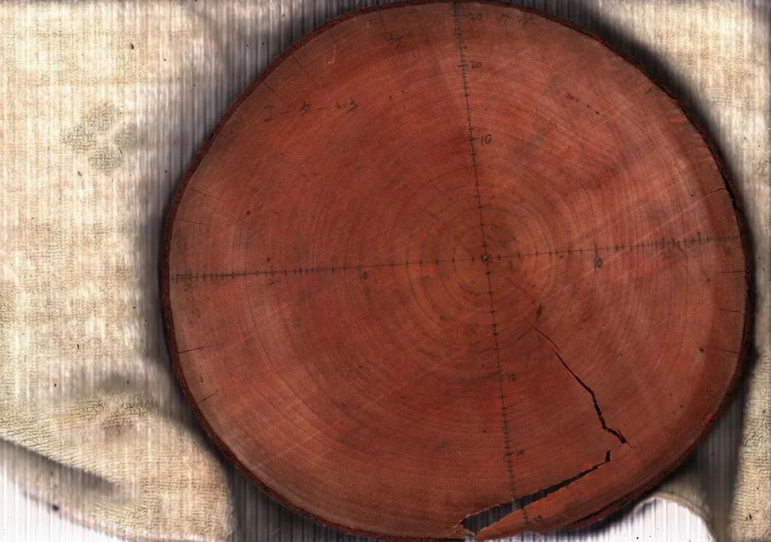 论文推荐 || 时人不识凌云木，密度调控始道高