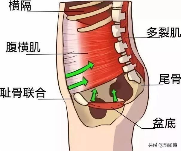 尾骨在哪个位置图片(瑜伽后弯时都需要卷尾骨) - 赤虎壹号