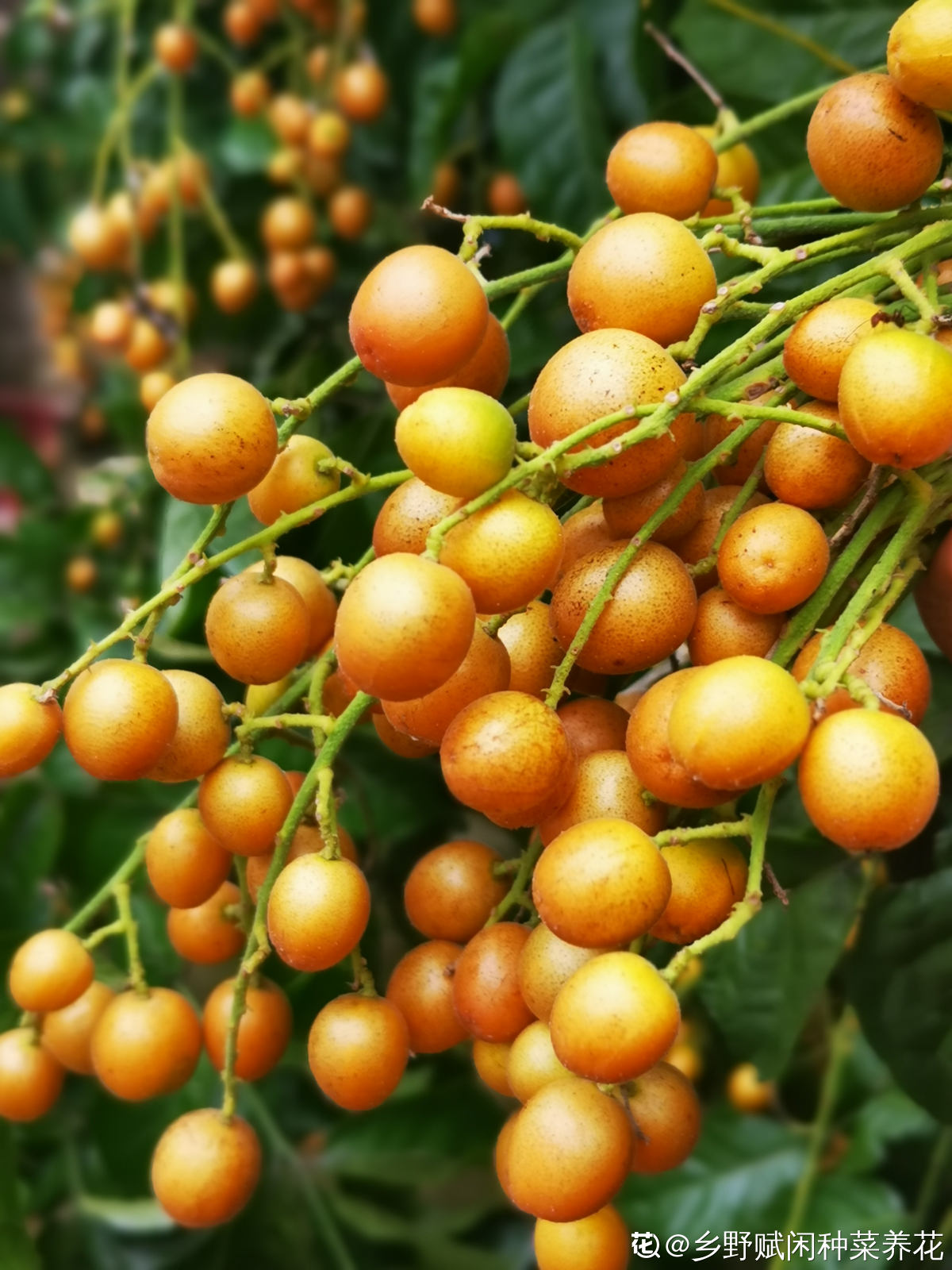 这一种叫做黄皮的水果,在南方很常见,北方却几乎没见过,你吃过这种