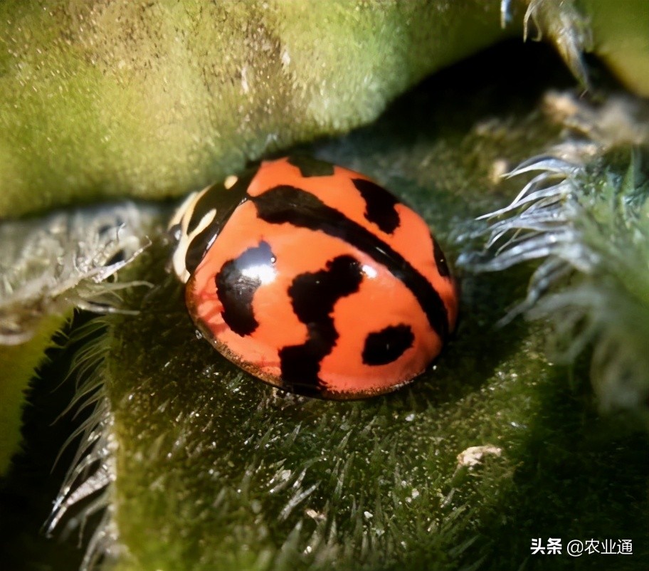 七星瓢虫简介（瓢虫种类知多少利害一定要清楚）