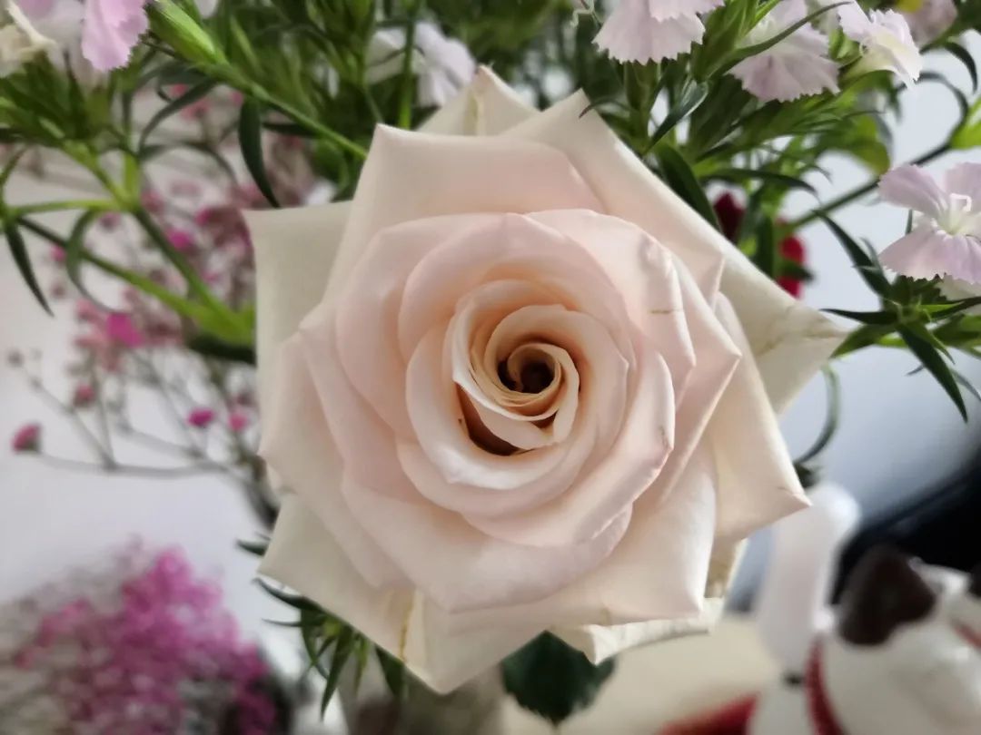 100种玫瑰之62多头香槟泡泡