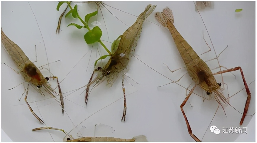 捞了30条鱼三人刑拘！捕了一两虾获刑两个月！禁渔期这些行为都是违法的