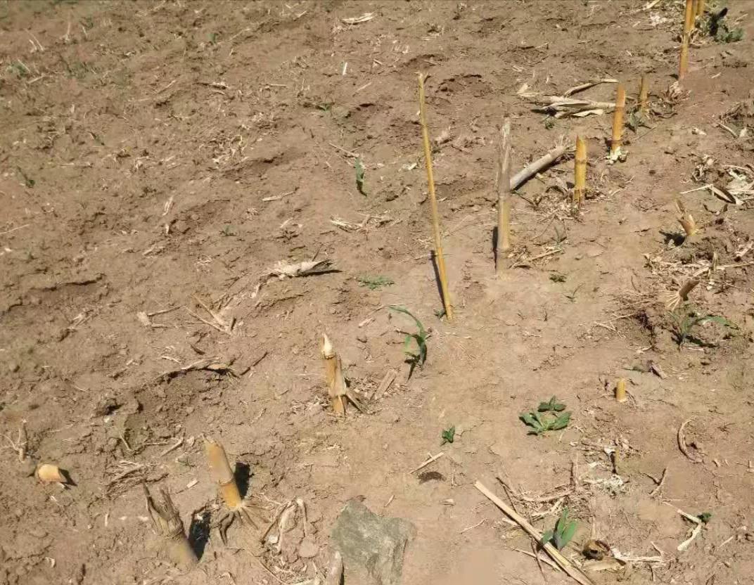 上市就被抢购一空，生产能力超高，最新高科技水溶肥来了