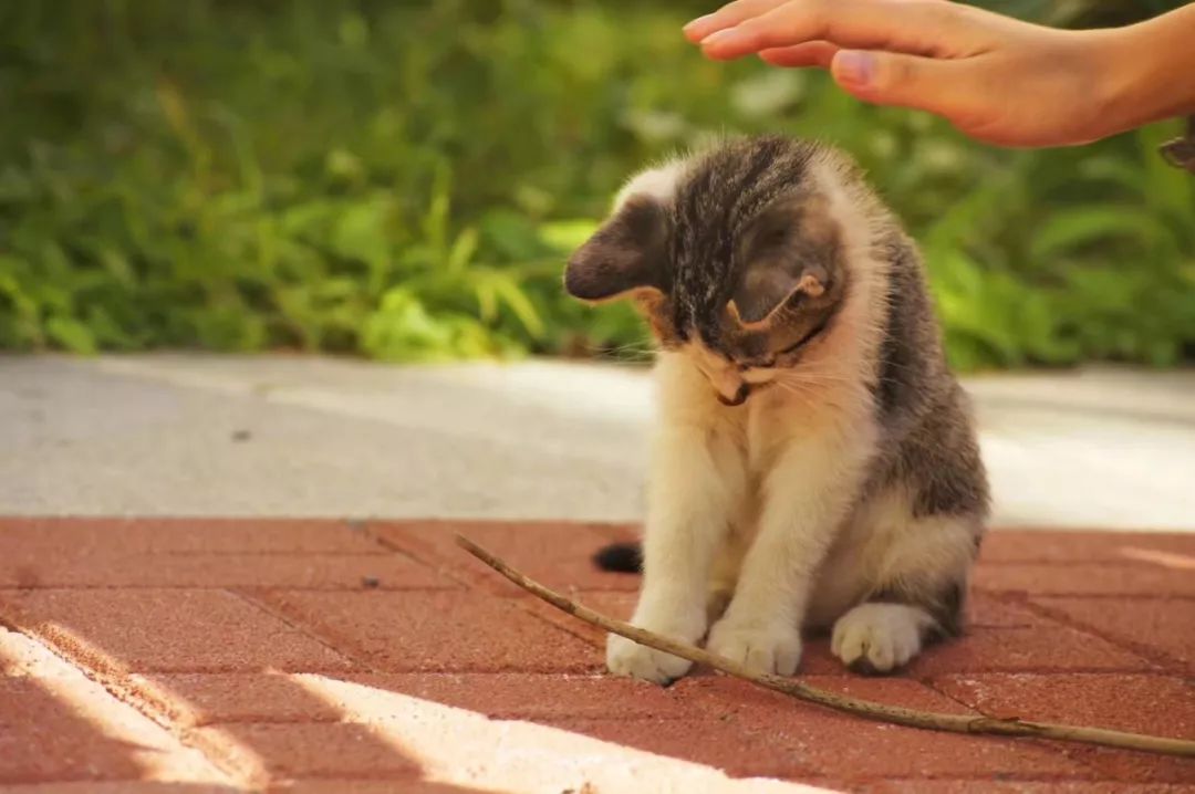 神奇动物在哪里？这些大工校园里的神奇动物你们见过哪些呢？