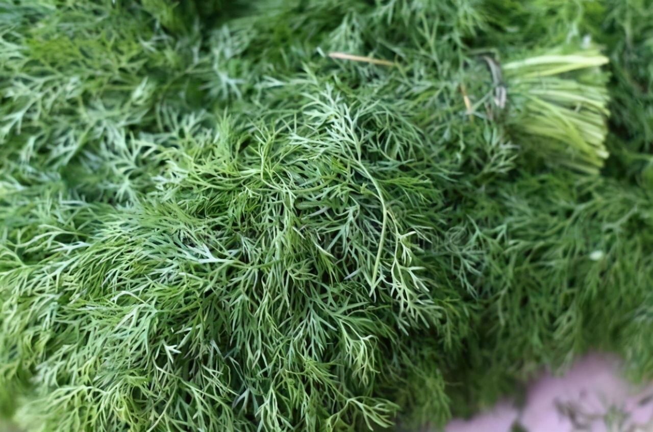 鱼香草图片田边一种