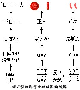 巴瑶族人出现“人类正在进化”的证据，未来会有新人类诞生吗？