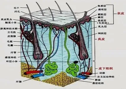 这种痣易“癌变”！宝宝身上有这5种痣，要立刻就医