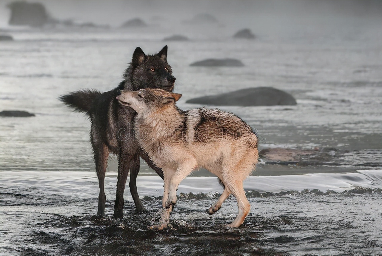 狼吃羊的故事视频寓意 _飞翔号