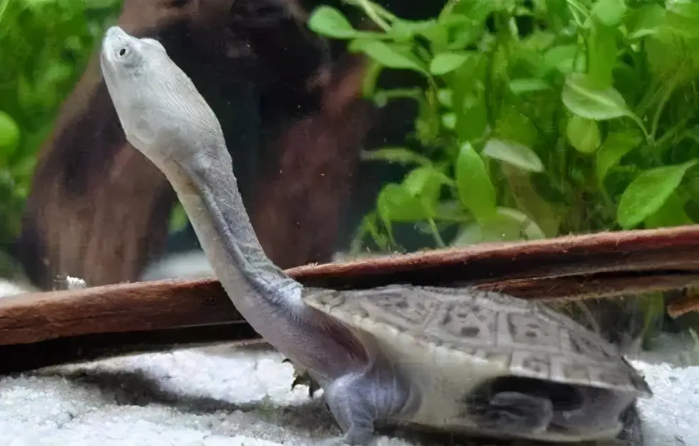 乌龟的种类图片及名称（乌龟的品种图片）