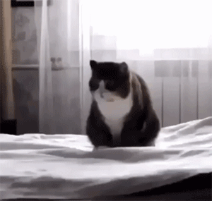 奶牛猫的性格特点（牛奶猫的六个性格特点）