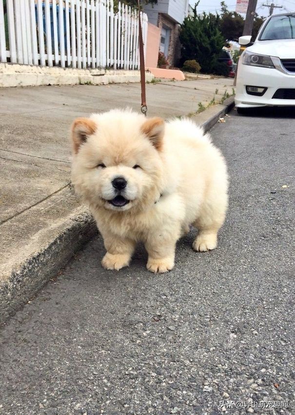 小熊犬是什么品种的狗，长得像熊的狗样子图片