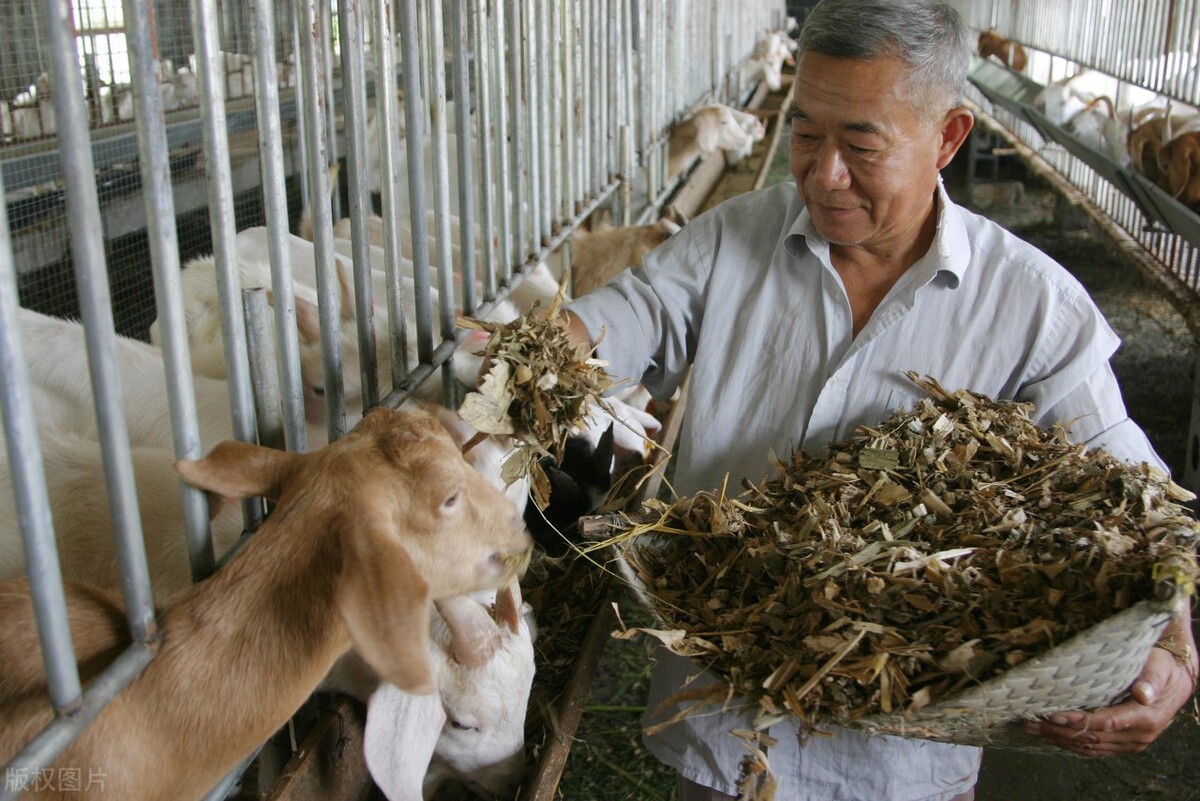 牛羊行情回落，鱼价踩踏下跌，鸡肉跌20%，肉蛋鱼发生了啥？
