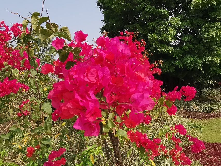 浓烈芬芳  春风十里赏花路  徜徉在广州海珠湿地的花海之中