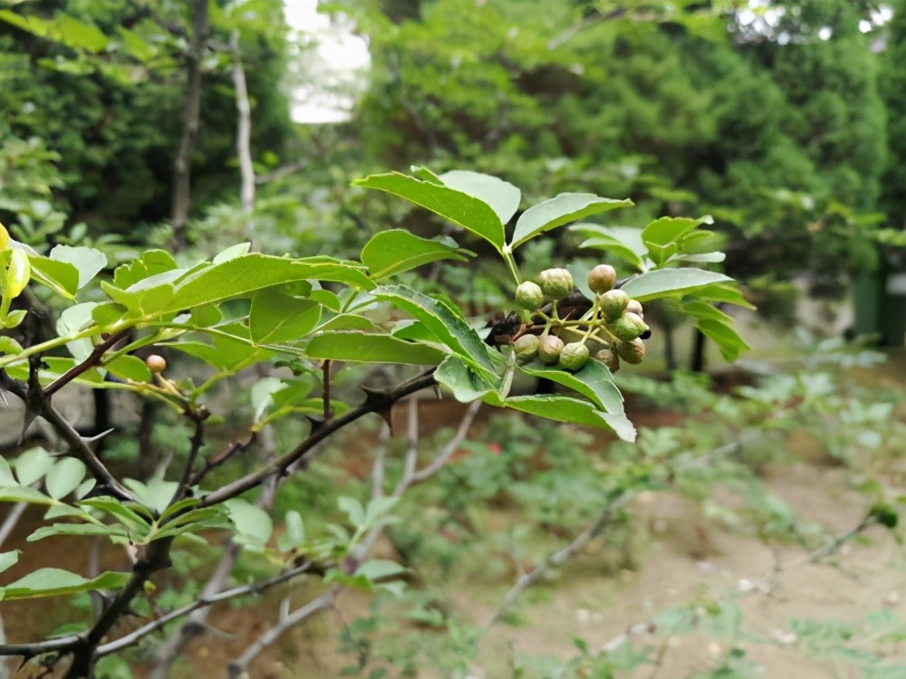 花椒樹的養殖方法和注意事項