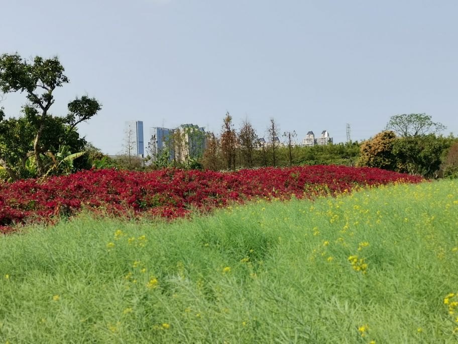 浓烈芬芳  春风十里赏花路  徜徉在广州海珠湿地的花海之中
