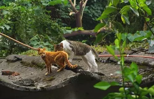 一只狸花猫在国外能卖上万元,你还觉得中华田园猫不值钱吗?