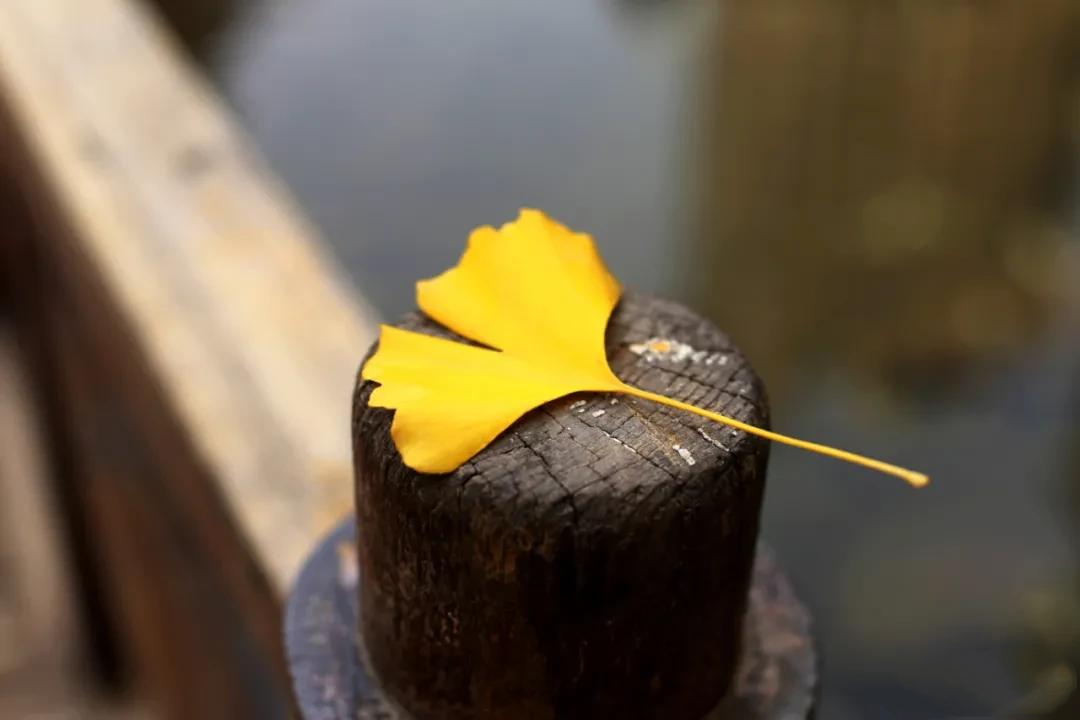赏读：一程山水一年华，一路风雨度人生