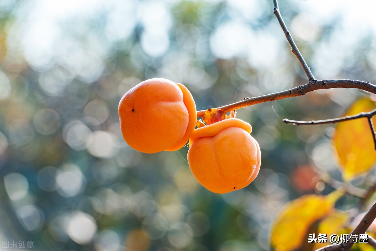 柿子的图片(枝头红柿闹) - 赤虎壹号