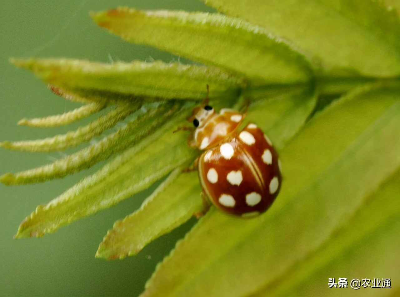 七星瓢虫简介（瓢虫种类知多少利害一定要清楚）