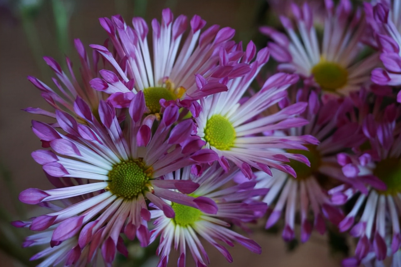 文/飞鱼转身,光阴深处,有光进来,透过落叶,透过残雪,透过车窗,透过