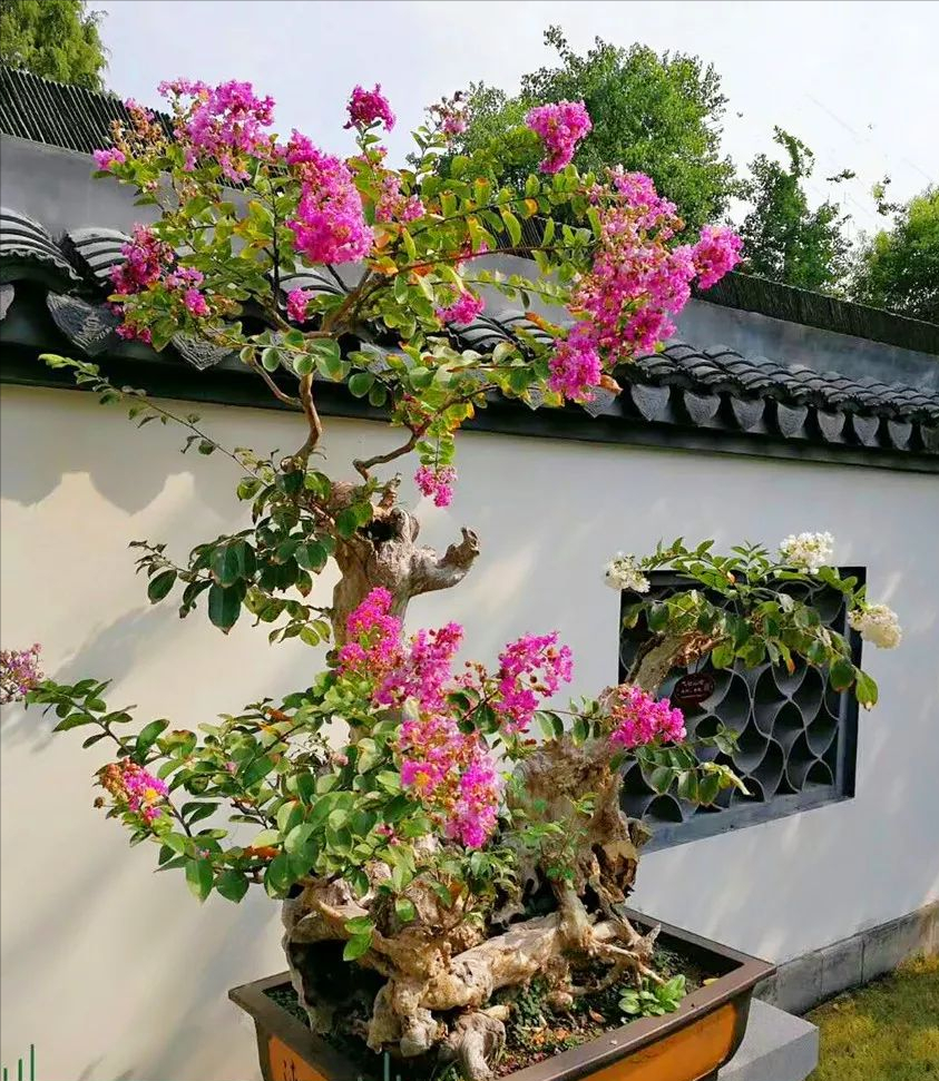 九种“吉祥树”，越老越值钱，越养越“富贵”