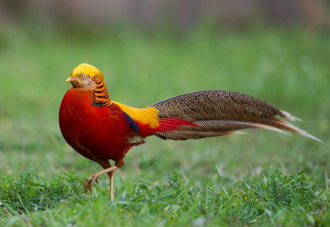 6旬大爷投喂6年,"凤凰"活成了啥样