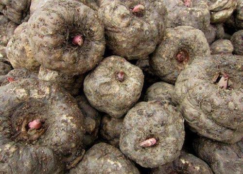 魔芋种植亩产二万斤技术要点，从品种土地选择育种管理大全（一）