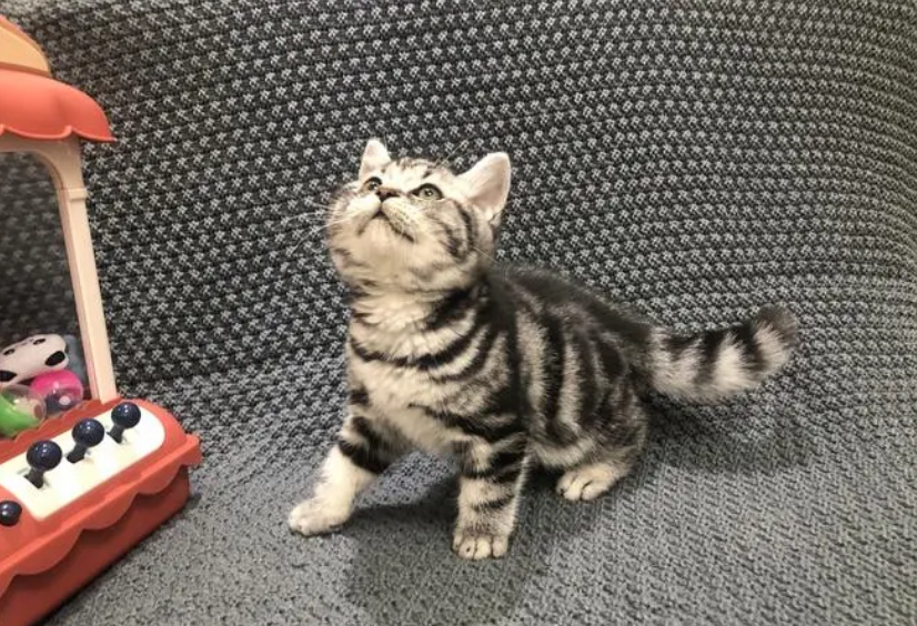 虽然猫咪很爱干净,但有些美短就不爱,经常把自己蹭