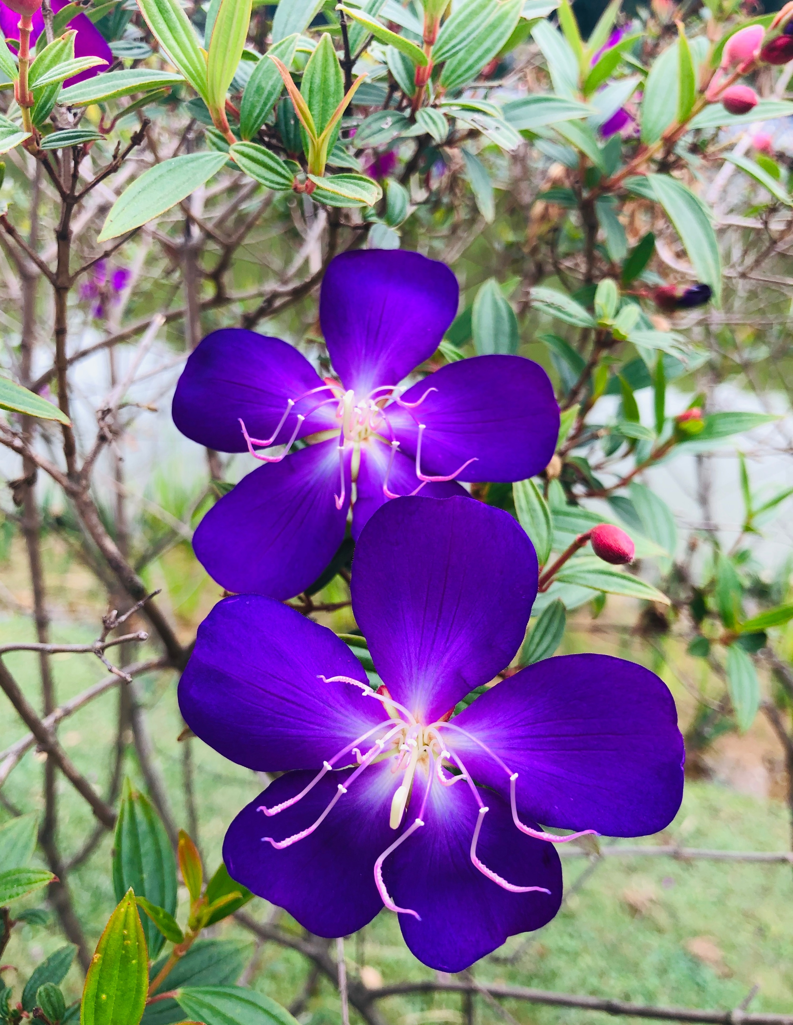 13巴西紫牡丹怎么养比较好「专业回答」 -骁龙网