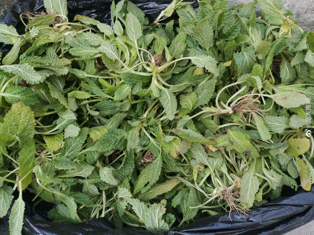 农村8种草,是"下火"药草,现在越挖越少