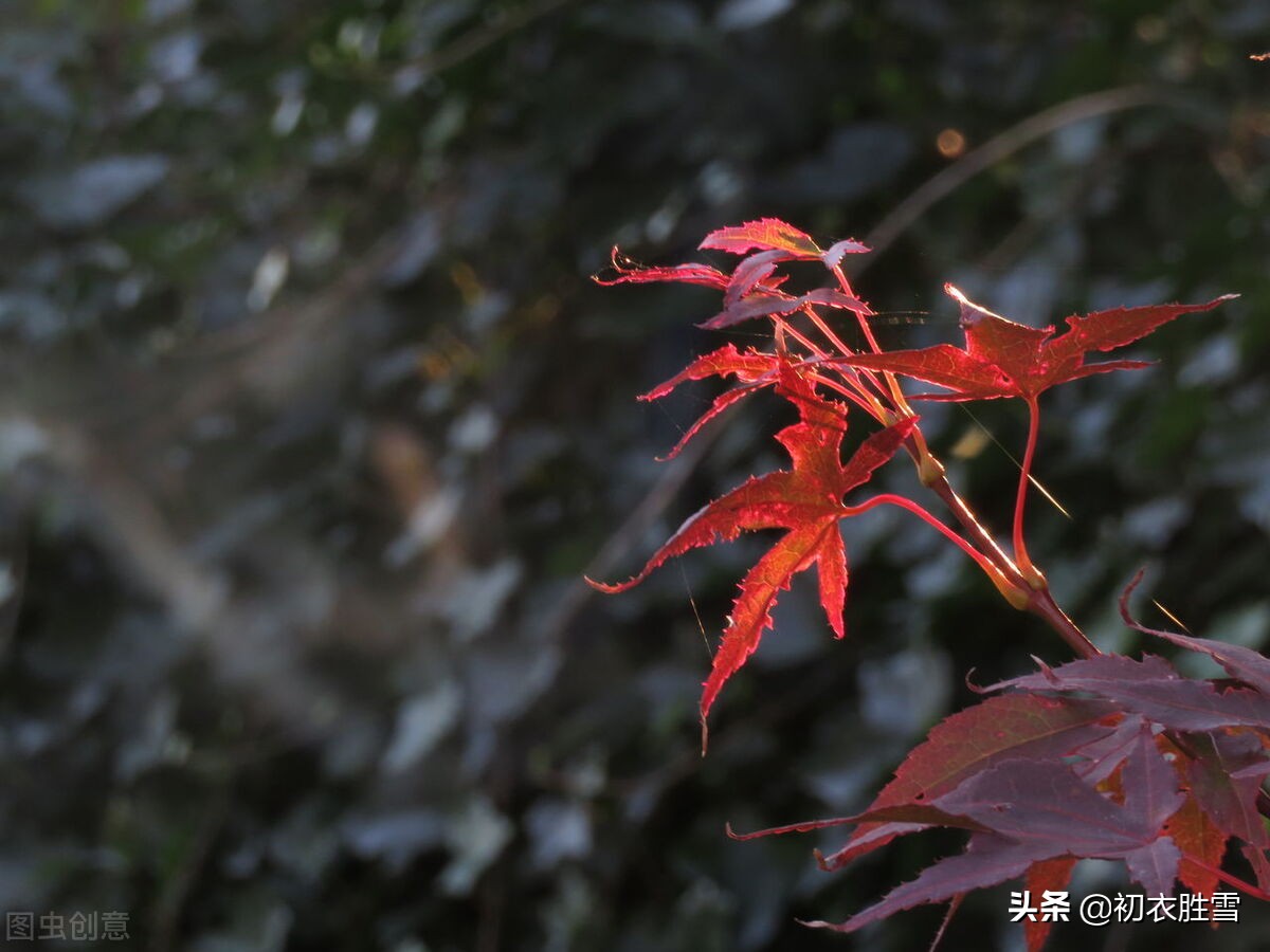 迎接仲秋和中秋，美诗四首赏读：秋气清高八月中，桂子飘香八月头