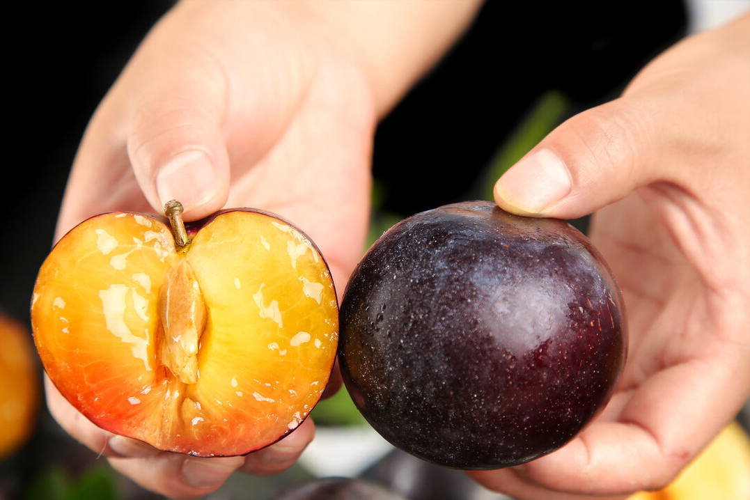 美国黑布林口碑跌至冰点，原产于我国的9个李子，你识得几个？