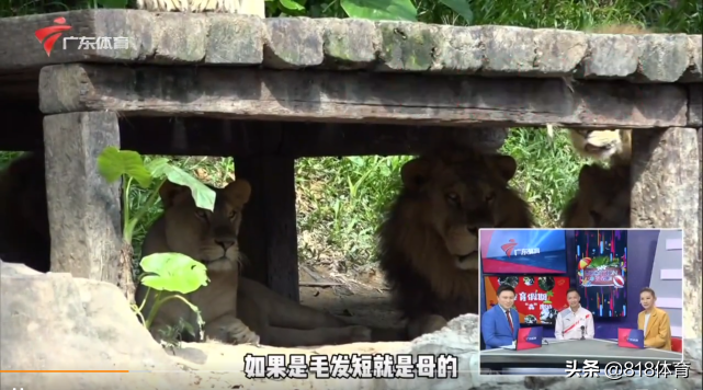 扎心!全红婵陈艾森长隆共进午餐,红姐问:你胖了几斤?森哥:我没胖