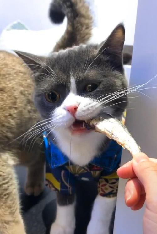 猫能吃虾吗（6种对于猫咪来说是人间美味食物）